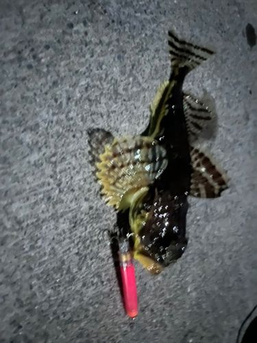 ギスカジカの釣果