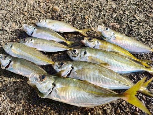 阿尾漁港（日高）