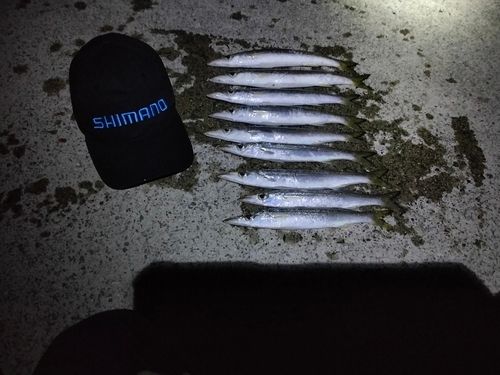 アカカマスの釣果