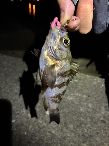 メバルの釣果