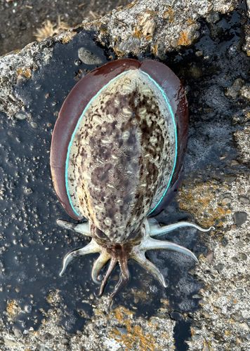 コウイカの釣果