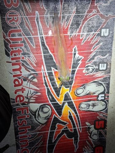 ヤリイカの釣果