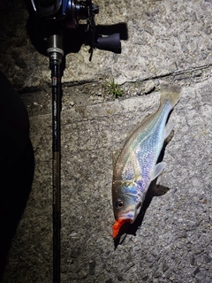 シログチの釣果