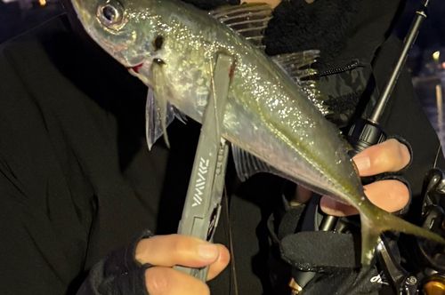 マアジの釣果