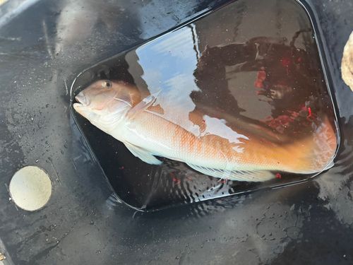 アマダイの釣果