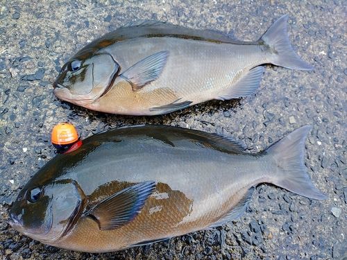 オナガグレの釣果