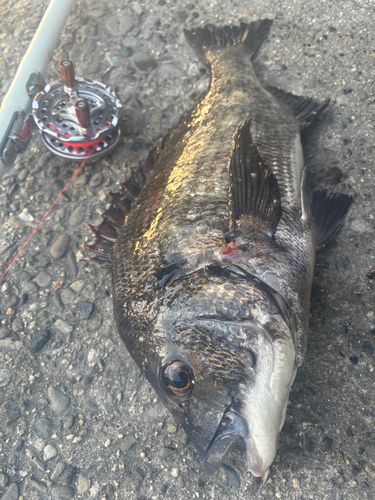 チヌの釣果