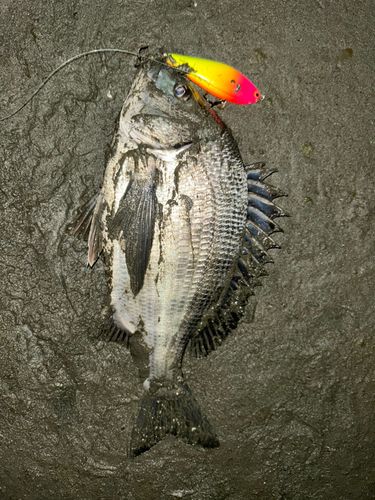 クロダイの釣果