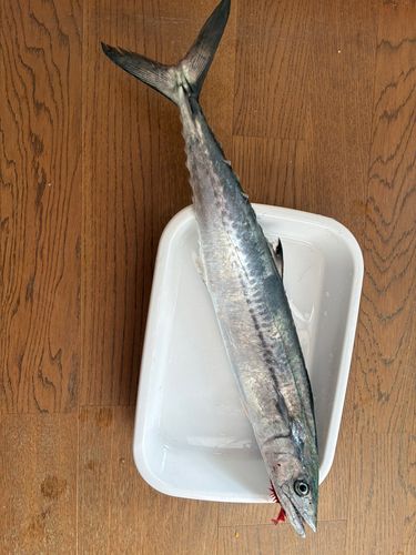 サゴシの釣果