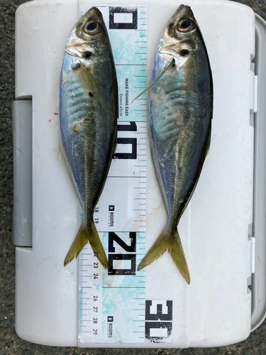アジの釣果