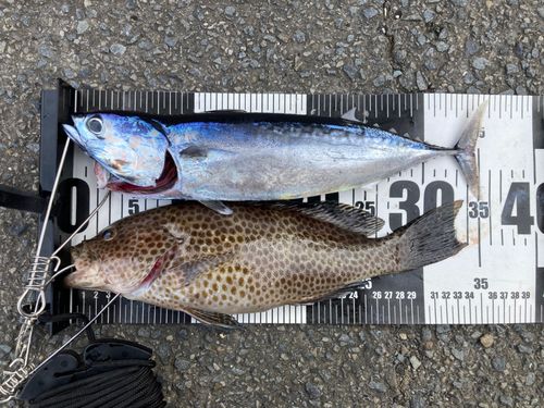 オオモンハタの釣果