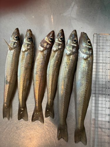 本牧海づり施設