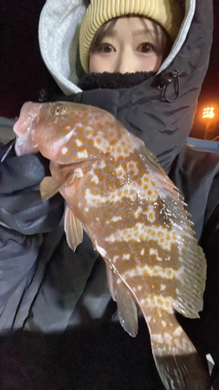 キジハタの釣果