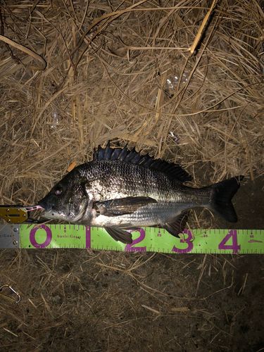 クロダイの釣果