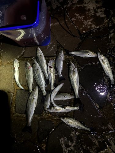 セイゴ（マルスズキ）の釣果