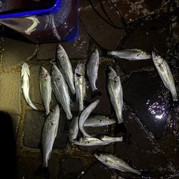 セイゴ（マルスズキ）