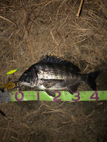 クロダイの釣果