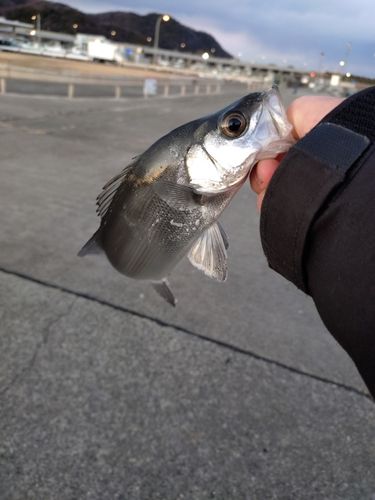 セイゴ（ヒラスズキ）の釣果