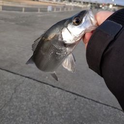 セイゴ（ヒラスズキ）