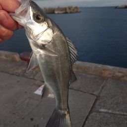 セイゴ（ヒラスズキ）