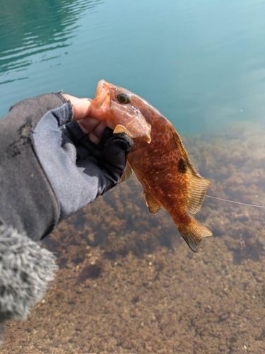 キジハタの釣果