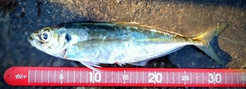 マアジの釣果