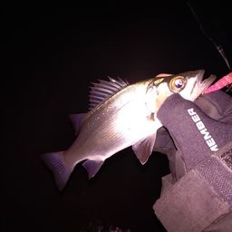 セイゴ（ヒラスズキ）