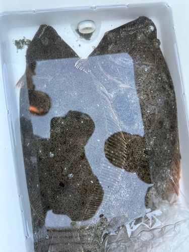 ヒラメの釣果