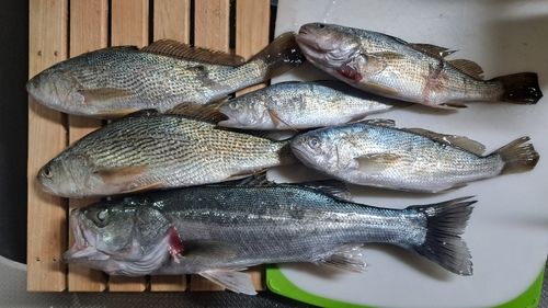 イシモチの釣果