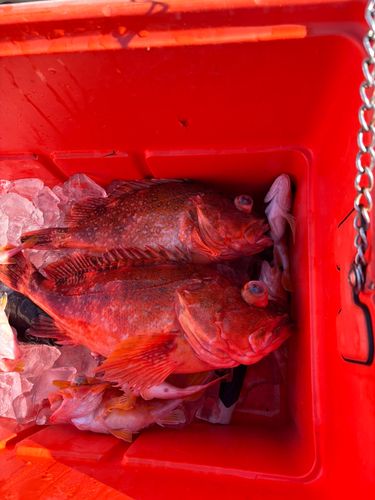 アヤメカサゴの釣果