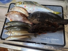 オナガグレの釣果