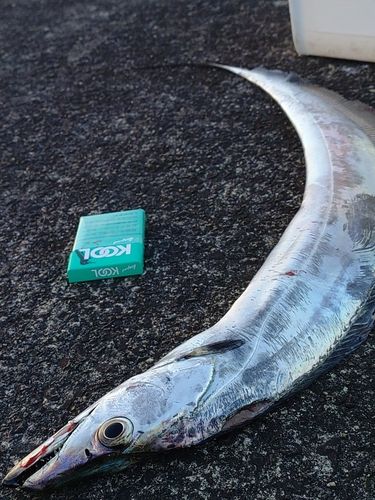 タチウオの釣果