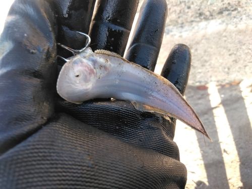 シタビラメの釣果