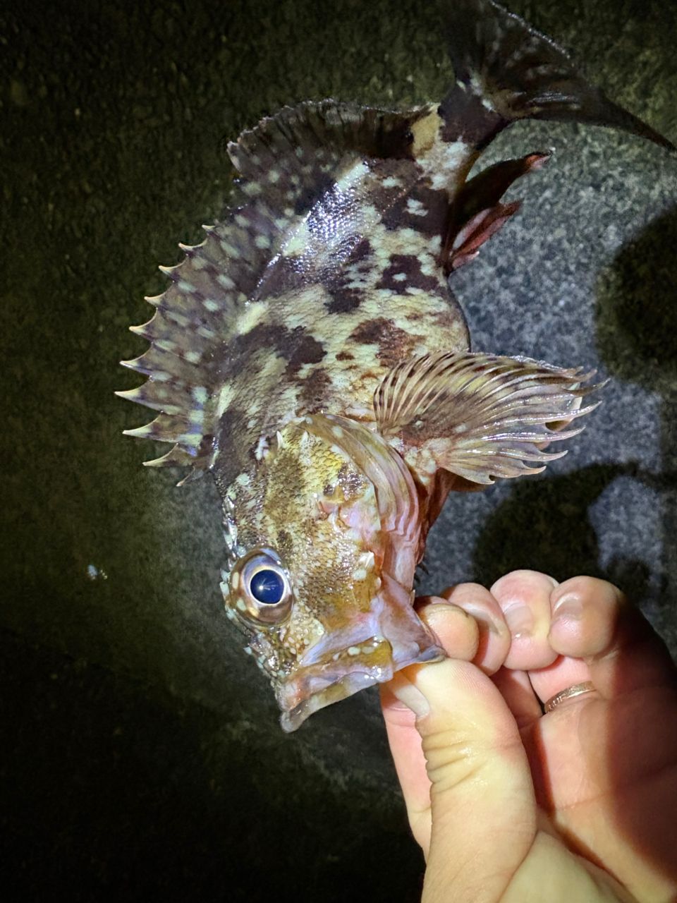 Jackson オーシャンゲートアジ JOG-604UL-K ST AJの最安値・インプレ