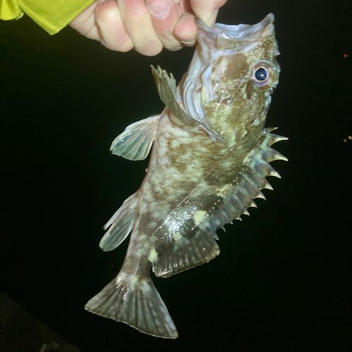 神戸空港親水護岸