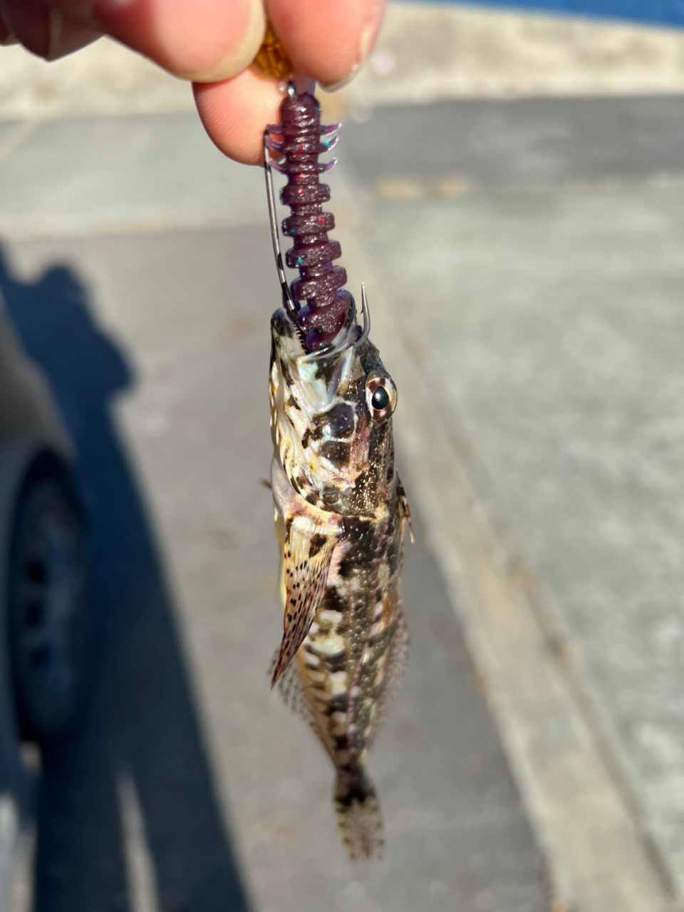 アングラー55245817 さんの 2026年01月31日のアナハゼの釣り・釣果情報