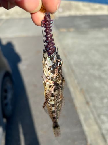 アナハゼの釣果