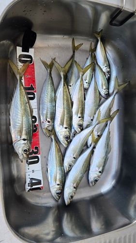 マアジの釣果