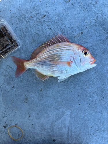 レンコダイの釣果