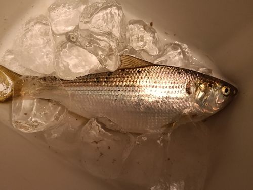 コノシロの釣果
