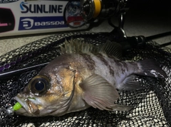メバルの釣果