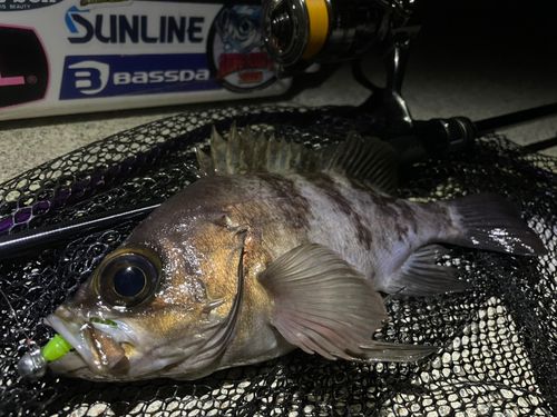メバルの釣果