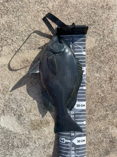 メジナの釣果