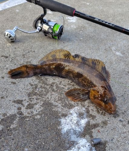 アイナメの釣果