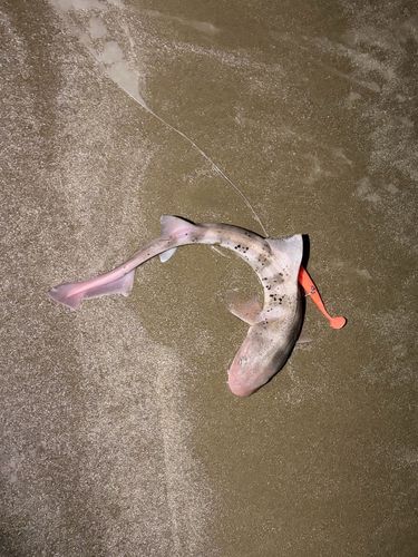 ドチザメの釣果