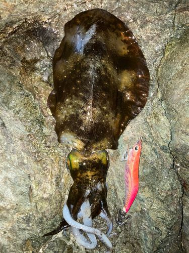 アオリイカの釣果