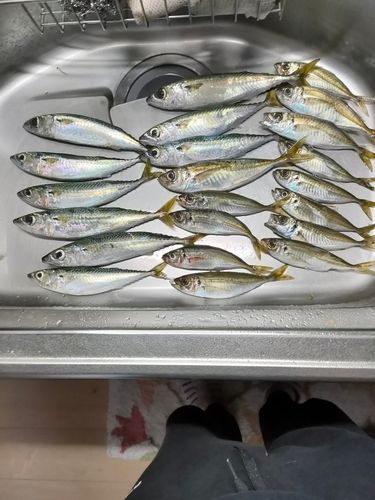 アジの釣果