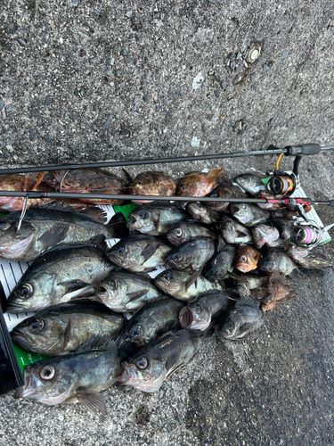 メバルの釣果