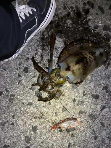 アオリイカの釣果