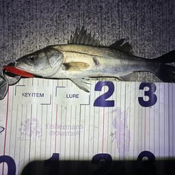 フッコ（マルスズキ）